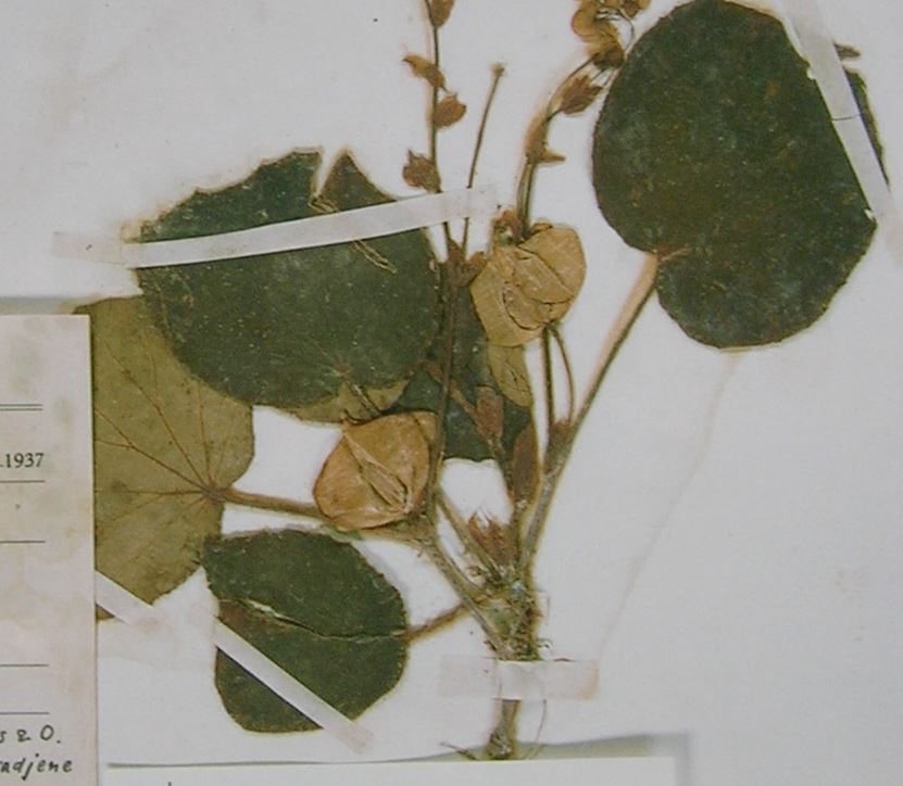B. heteroclinis